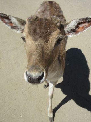 They come right up to you it's kinda freaky Nice pic of a deer I took at Parc Omega